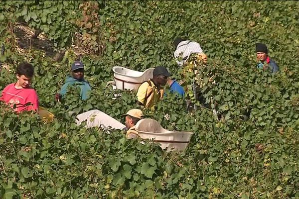 Dans ce vignoble du Cerdon, l'entreprise d'intérim est espagnole, et les vendangeurs sont, pour la plupart, sénégalais ou équatoriens.