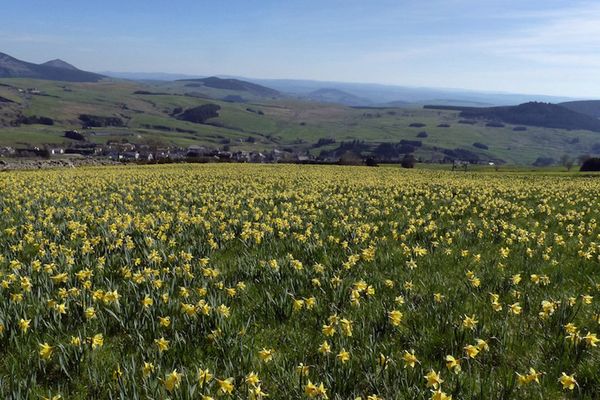 Champ de jonquilles au dessus du village des Estables (Haute-Loire)