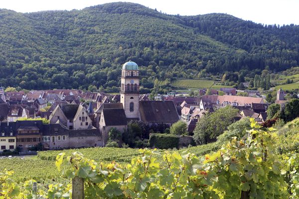 Un millier de pieds de vigne ont été dérobés en ce début de mois de mai dans le secteur de Kaysersberg