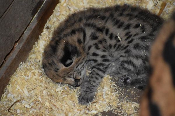 Le petit serval né cet été au Domaine des fauves de Fitilieu, en Isère.