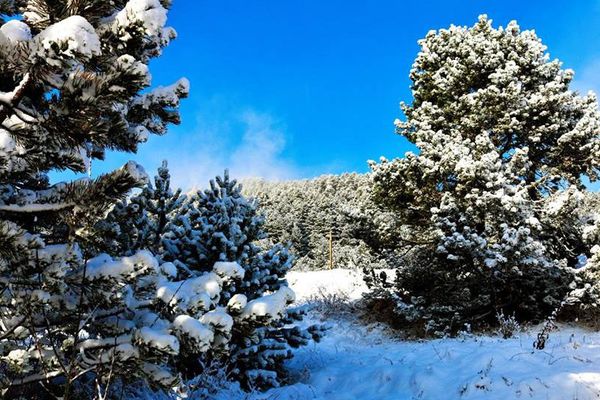 Sapins enneigés dans les Pyrénées-Orientales près de la station de Puyvalador - archives.