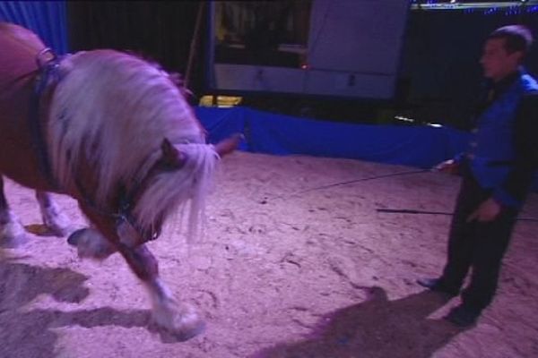 Le cirque Majaz'l et ses chevaux comtois