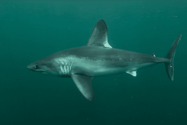 "L’énigme du requin taupe", un documentaire de Stéphane Granzotto