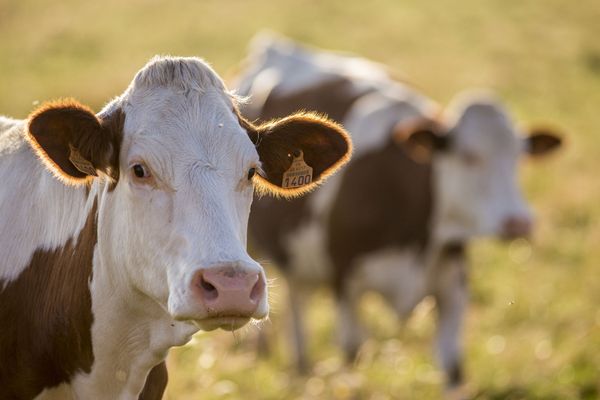 L'industriel laitier Lactalis a annoncé une réduction de sa collecte de lait sur le territoire français.