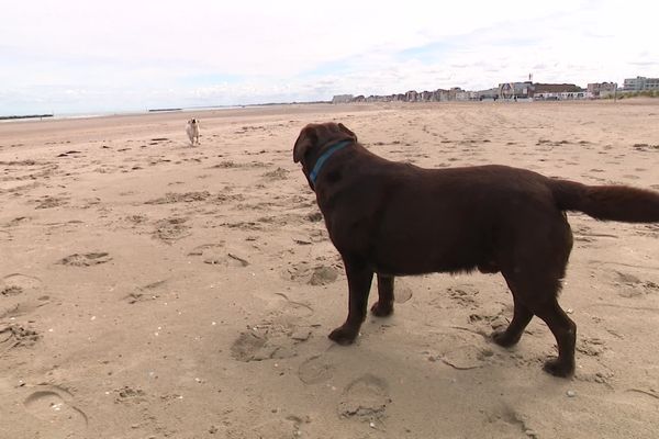 Les chiens sont-ils acceptés sur la plage ? Les règles ne sont pas claires pour les propriétaires.