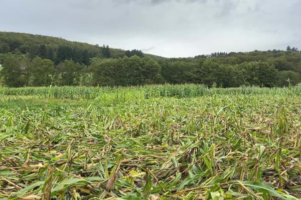 Trois hectares sur quatre ont été piétinés