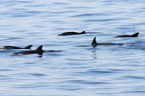 Dauphins de Méditerranée