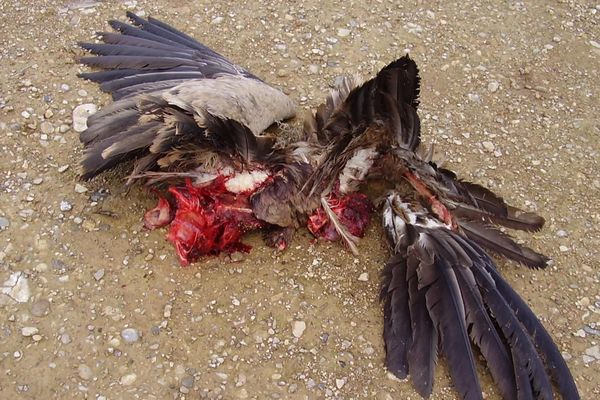 Le cadavre d'un vautour fauve a été retrouvé au pied d'une éolienne à Prugnanes, dans les Pyrénées-Orientales.