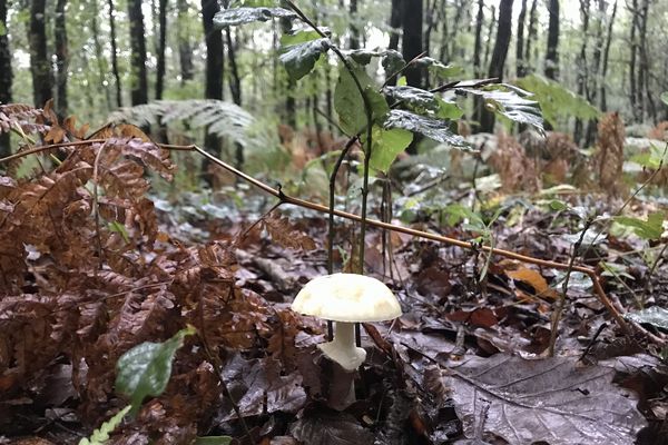 sous-bois en forêt de Mervent (Vendée)