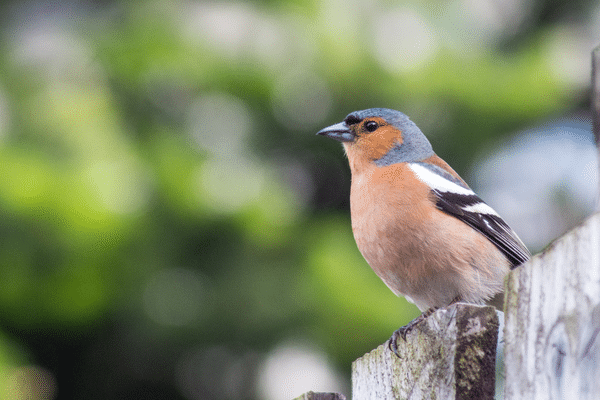 A Laval, habitants et élèves invités à compter les oiseaux dans les jardins de la ville