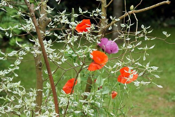 Jolies fleurs.