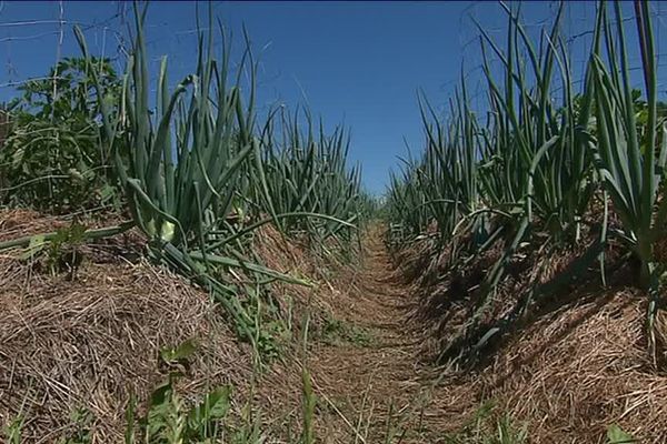 Des buttes constituées de bois, d'engrais, de terre et couvertes de foin apportent tous les nutriments aux légumes.