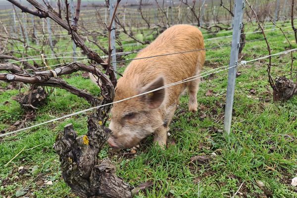 Des cochons nains de Nouvelle Zélande ont été lâchés dans une parcelle de vigne en Champagne. Leur atout, ils sont petits et efficaces, sans manger les jeunes pousses de vignes.