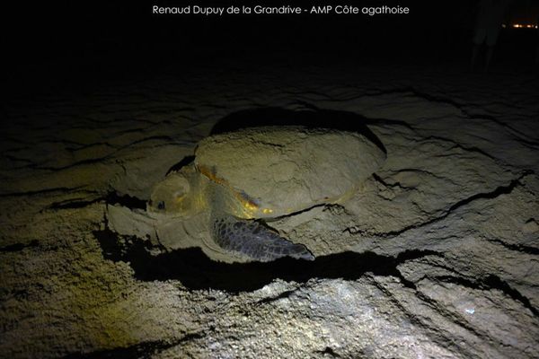 Fait extrêmement rare, une tortue caouanne a établi son nid sur la plage de Marseillan, dans l'Hérault, dans la soirée du 9 juillet 2023