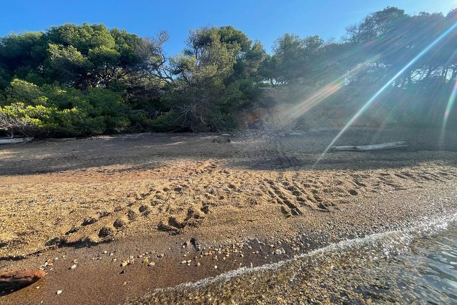 Rare Loggerhead Turtle Nesting Phenomenon on Porquerolles Island Discovered by Beach Cleaners