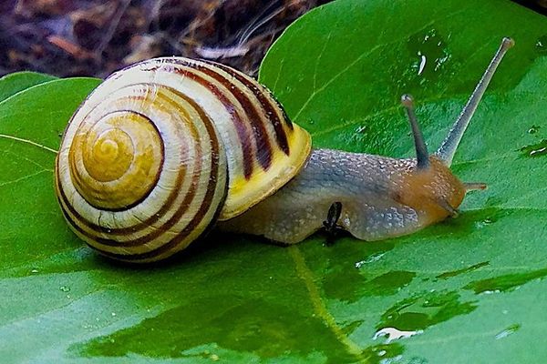 Ce matin...dans mon jardin...j'ai vu, un escargot...Il allaiiiiiiiiiiiiiiiiiiiiiiiiiiiiiiiiiiiiiiiiiiiiii iiiiiiiit... à toute allure ! dessus, les feuilles de mûres ! ( paroles Joseph Cantalou)