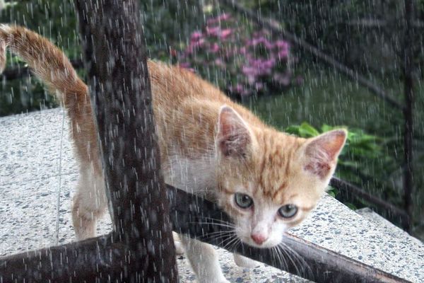 Pluie ou bruine, pas d'autre choix