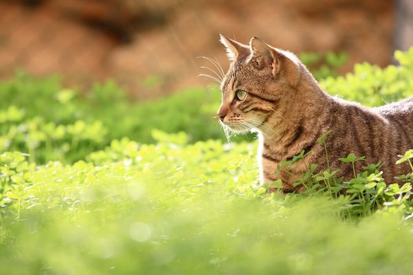 Un chat c'est un concentré de bonheur.