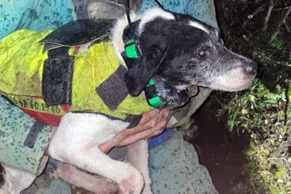 Lip, petit chien de chasse, avait fait une chute impressionnante dans un trou, dimanche, lors d'une battue dans les Corbières, dans l'Aude. Il a été sauvé par un spéléologue.