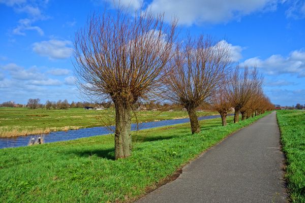 Une ligne de saules étêtés