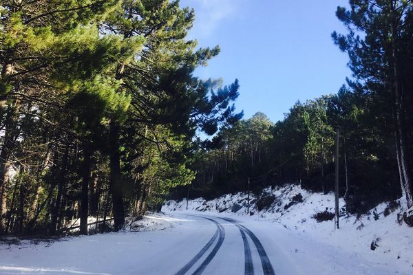 La forêt de l'Ospédale (Corse du Sud)