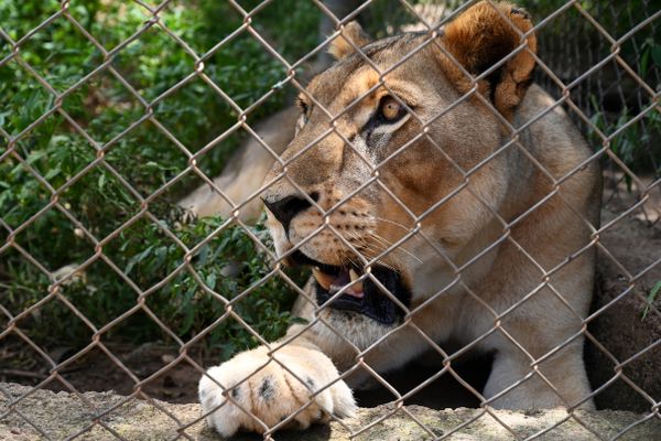 L'une des quatre lionnes du zoo de Ziniaré, près de Ouagadougou (Burkina Faso, Afrique), en 2019.