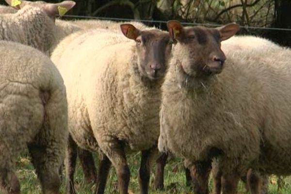 La race roussine, en plein développement, fait partie de l'AOC pré-salés