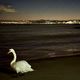 Le cygne Pollux sur la plage de Saint-Laurent-du-Var, face à la marina Baie des Anges de Villeneuve-Loubet (Alpes-Maritimes).