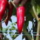 Rouge vif sur un feuillage vert intense, le piment d'Espelette porte les couleurs du Pays basque.