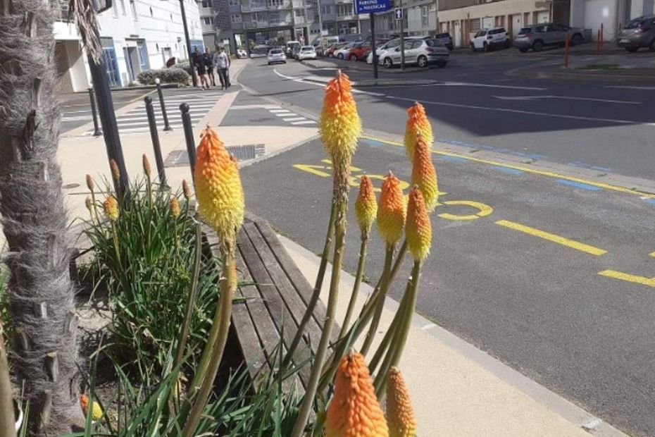 the label “Villes et Villages Fleuris” is on the page of perennials or grasses and Boulogne-sur-Mer is golden flower