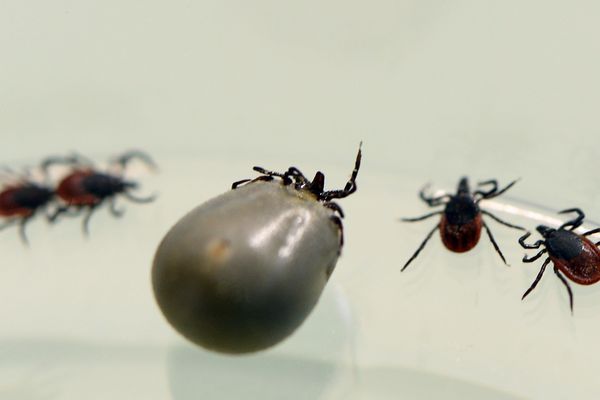 Ce samedi 14 octobre à Sainte-Feyre, conférence sur la maladie de lyme