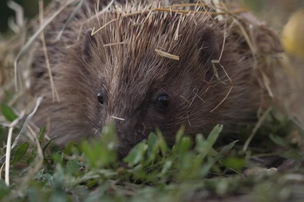 Relâcher les animaux qu'elles soignent, c'est le but des associations de sauvegarde de la faune sauvage.