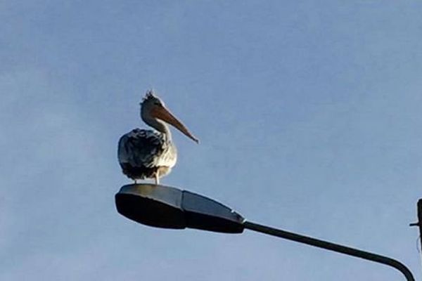 Cigogne ou Pélican ? Un internaute a posté la photo de cet oiseau prise lundi 20 octobre 2014 à hauteur de Feytiat, route de Saint-Yrieix