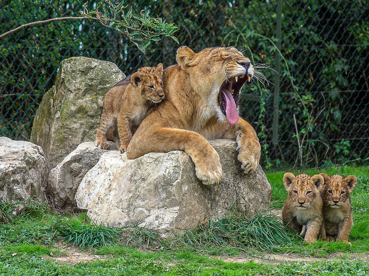 Toulouse Record De Naissances De Bebes Lions Au Zoo De Plaisance Du Touch