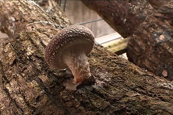 Un champignon très consommé en Asie notamment.