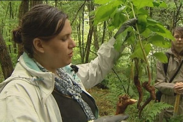 Pour lutter contre l'invasion du raisin d'Amérique, il faut également arracher sa racine.