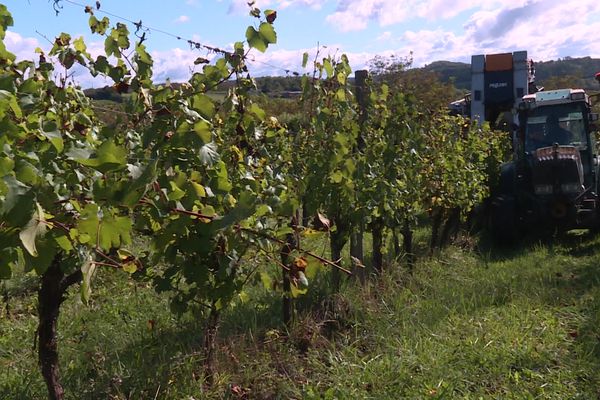 Vendange à la machine dans le vignoble de Branceilles