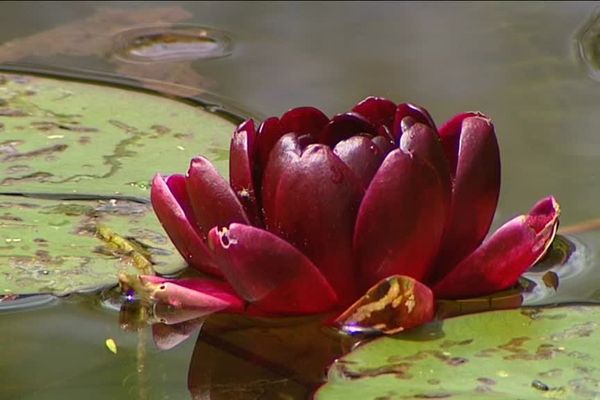 Les nénuphars s'épanouissent dans le jardin aquatique d'Autoreille