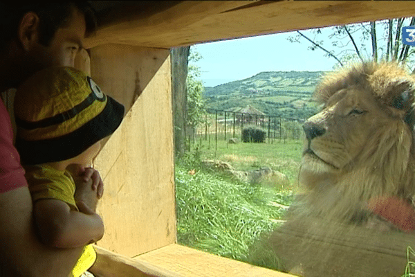 Au Parc Animalier d'Auvergne, il y a désormais un tunnel partiellement ouvert pour regarder les lions de près.