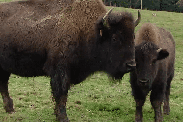 Très fréquent sur le continent européen, le bison d'Europe fut exterminé pendant la Première Guerre mondiale et ne survécut qu'en captivité.