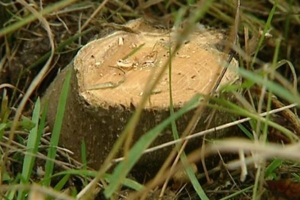 Il y a quelques mois, dans un parc du Creusot - le parc des Combes - de jeunes arbres avaient déjà été mystérieusement sciés. 