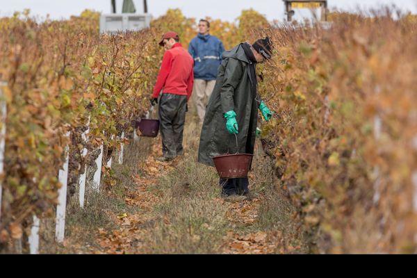 Vendanges tardives dans les coteaux d'Anjou en novembre 2016.