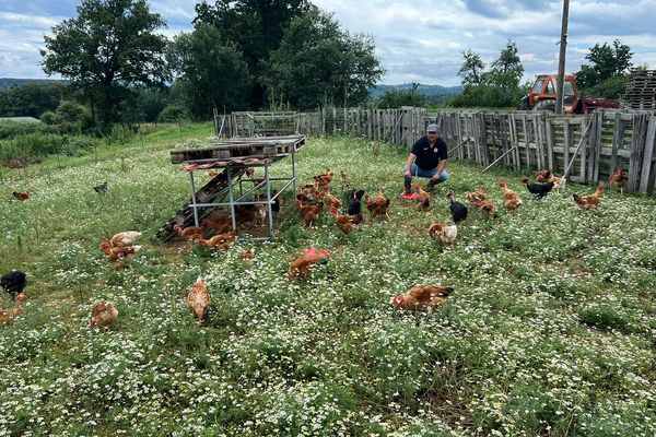 Un éleveur qui s'était vu dérober plus de 400 volailles en a retrouvé un peu plus de 70 dans le Puy-de-Dôme.