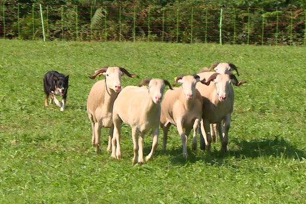 Les chiens doivent guider les troupeaux à travers les obstacles disposés sur le parcours.