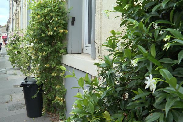 Planter du jasmin sur la façade de votre maison permet de la gader au frais en période de canicule.