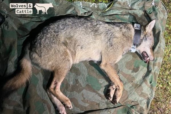 L'animal a été endormie le temps de la pose d’un collier émetteur et de plusieurs examens, puis il a été relâché.