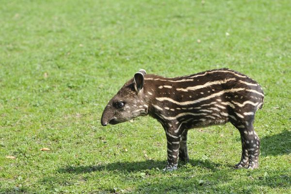 La période de gestation d'un tapir est de 13 mois. (illustration)