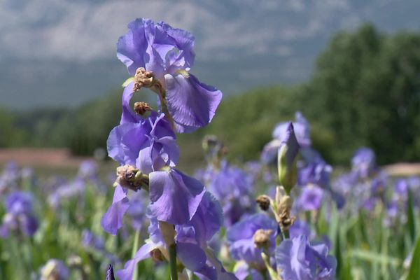 L'essence d'iris est obtenue après une distillation extrêmement délicate.