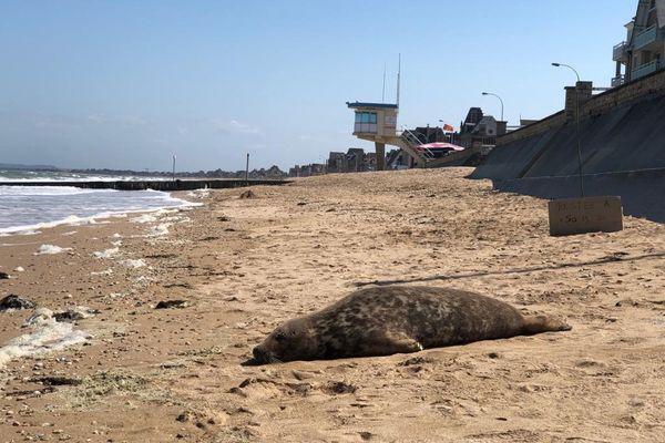 Le phoque de Lions sur Mer