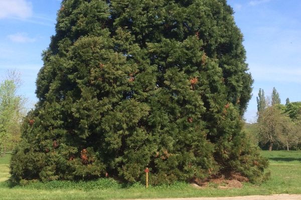 L'arboretum de Chèvreloup, dans les Yvelines.